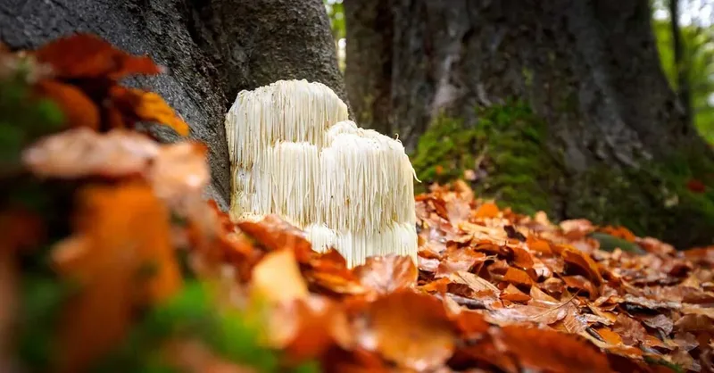 Hericium erinaceus medicinal mushroom