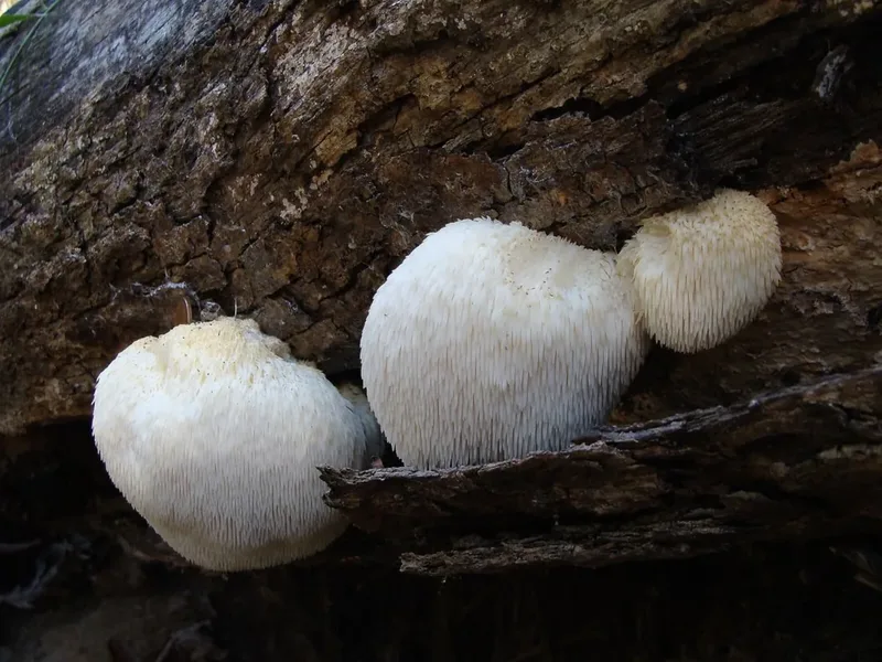 Hericium erinaceus (Lion's Mane) mushroom